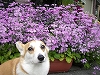 失敗しない愛犬選び～めざせバラ色PET　LIFE